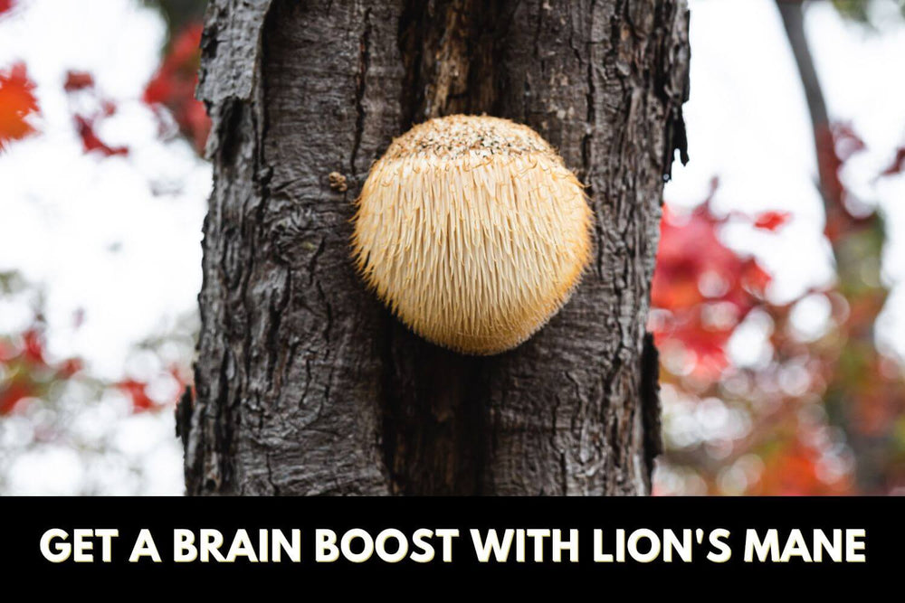 What Is Lion's Mane Good For?